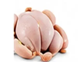 Pollo